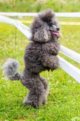 Gray shaggy poodle stands on hind legs in the park during a walk, trained dog