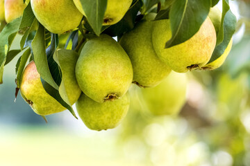 Ripe pears on a tree close up. Pear harvest