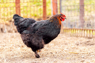 Black chicken in the farm yard. Raising chickens