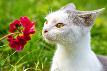 White spotted cat in the garden looks at a red flower, a cat sniffs a flower