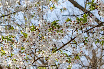 Fototapeta premium 大阪城で葉桜となった満開のソメイヨシノ