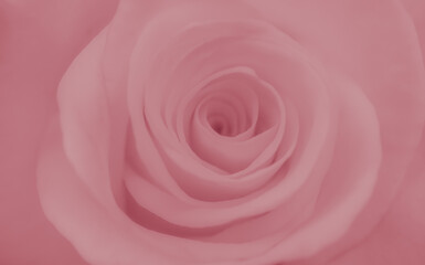 Fototapeta na wymiar rose flower close-up, abstract background