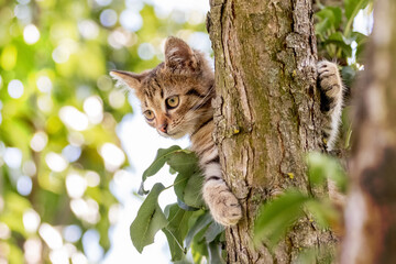 A small striped kitten on a tree holds its paws by the stem and looks down carefully