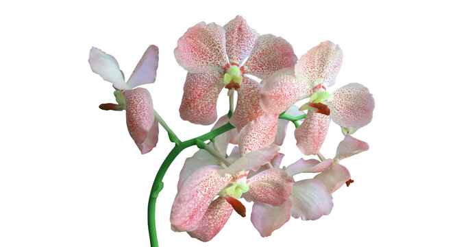 Isolated Phalaenopsis Orchids with clipping paths.