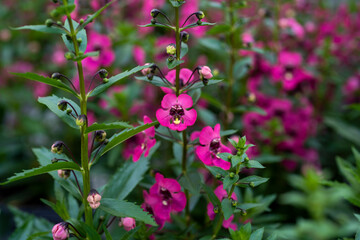 pink and purple flowers