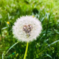 dandelion on grass