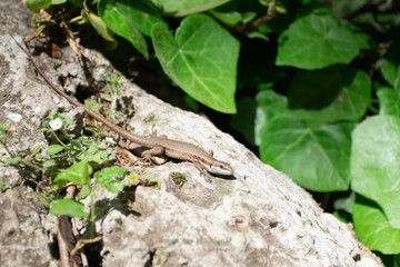 Lizard on a rock looking in camera