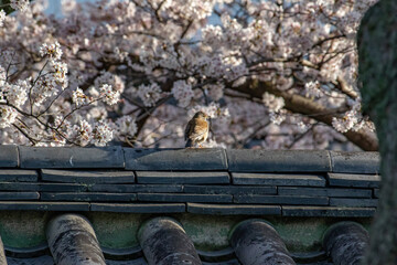 瓦の上で満開の桜に向かって佇むシロハラ