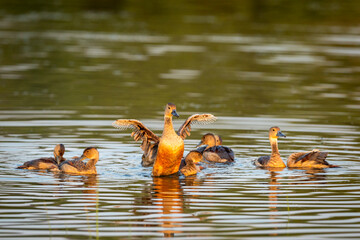 Lesser whistling duck portrait with full wingspan in golden hour light at keoladeo national park...