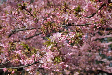 Fototapeta premium Cherry Blossoms at Rinshi-no-mori Park, Tokyo, Japan