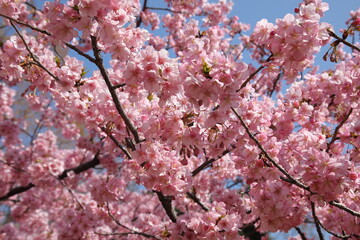 Cherry Blossoms at Rinshi-no-mori Park, Tokyo, Japan