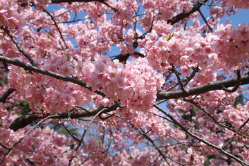 Cherry Blossoms at Rinshi-no-mori Park, Tokyo, Japan