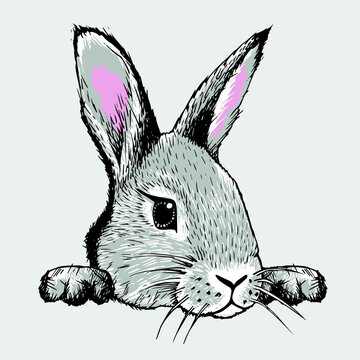 Cute bunny head. Hand drawn illustration with a pen