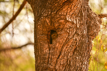spotted owlet or Athene brama stalking from nest or in hollow tree trunk at ranthambore national...