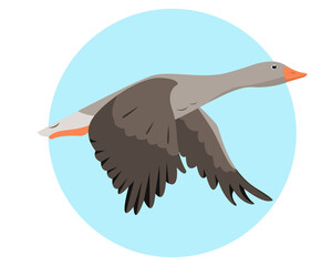 Fototapeta premium Greylag Goose flying in sky isolated on white background. Wild migratory Bird icon. Vector flat or cartoon illustration for nature or farm design.