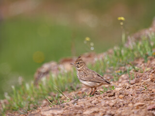 Crested Lark. Bird in its natural environment.