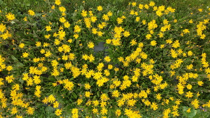 fiori arnica campo fiorito  © franzdell