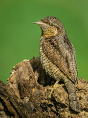 Eurasian Wryneck bird. a male on a branch with green background close up view