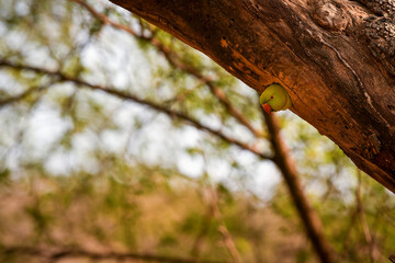 Rose ringed parakeet or ring necked parakeet a parrot Peekaboo face out from nest or hollow from tree trunk at keoladeo national park or bharatpur bird sanctuary rajasthan india - Psittacula krameri