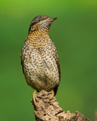 Eurasian Wryneck bird. a male on a branch with green background close up view