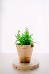 a bracken plant in a gold pot