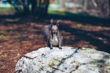 Wild nature. Cute red squirrel with long pointed ears in autumn scene . Wildlife in the forest. Squirrel sitting on the ground. Sciurus vulgaris.