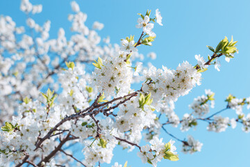 Branches of blossoming cherry with soft focus on blue sky background. Spring blossom