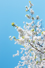 Beautiful blooming branches of cherry on blue sky background.