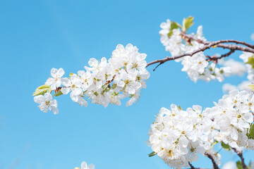 Branches of blossoming cherry with soft focus on blue sky background.