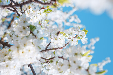 Obraz premium Branches of blossoming cherry with soft focus on blue sky background.