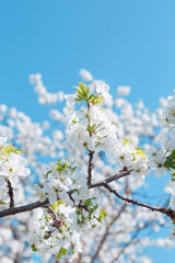 Obraz premium Branches of blossoming cherry with soft focus on blue sky background.