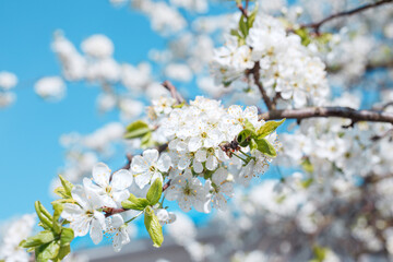 Fototapeta premium Branches blossoming cherry on blue sky background. Selective color