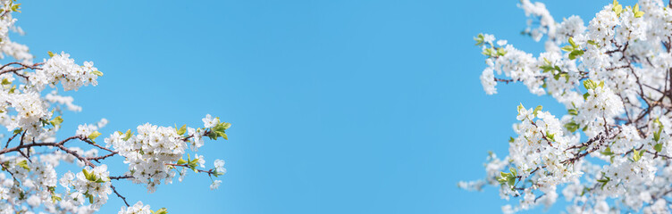 Springtime banner. Branches blossoming cherry on blue sky background