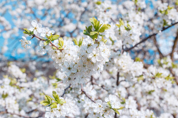 Branches of blossoming cherry with soft focus on blue sky background.