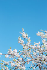 Beautiful blooming branches of cherry on blue sky background.