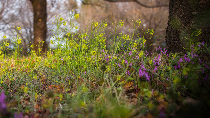 ナズナによく似ている、黄色い花を咲かせるイヌナズナの群生する春の風景