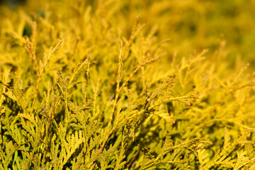Golden Globe Arborvitae