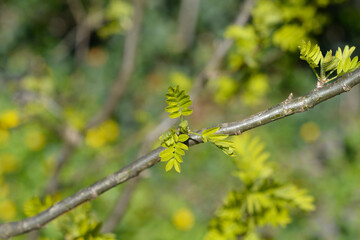 Siberian Pea Shrub