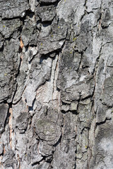Common horse chestnut