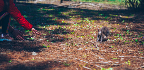 Wild nature. Cute red squirrel with long pointed ears in autumn scene . Wildlife in the forest. Squirrel sitting on the ground. Sciurus vulgaris.