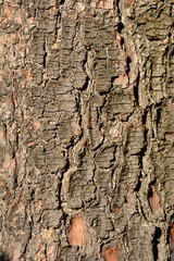 Eastern white pine