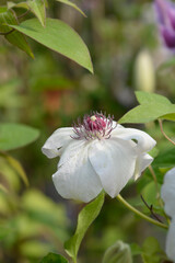 Obraz premium Clematis Miss Bateman