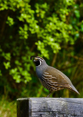 Californian quail