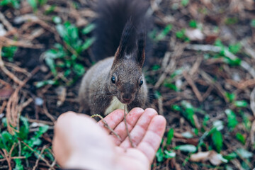 Wild nature. Cute red squirrel with long pointed ears in autumn scene . Wildlife in the forest. Squirrel sitting on the ground. Sciurus vulgaris.