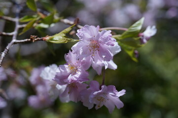 枝垂れ桜