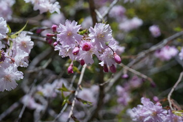 枝垂れ桜