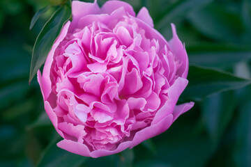 Pink blooming peony flower on dark green background.  Petals close-up. Selective focus