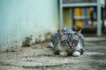 A predatory cat staring at its prey in an old green building.