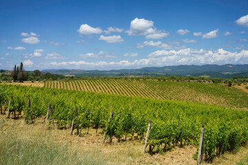 Fototapeta na wymiar Vineyards of Chianti near Siena