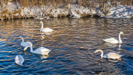 A flock of white swans swims in a non-freezing lake. Dry grass, bare trees on snow-covered shores. Reflection on the shiny water. Altai. Lake Svetloye